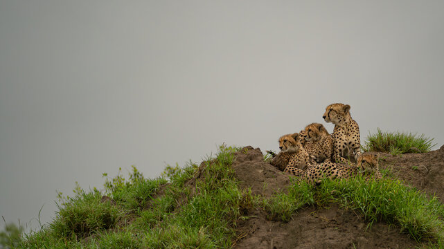 Cheetah, Acinonyx jubatus, Group. Four cheetahs rest together on a dirt mound under an overcast sky.