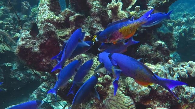 Reef and feeding school of blue and purple tropical fish (Creole wrasse, Clepticus parrae). Scuba diving on the reef, feeding fish, underwater video. Marine life in the ocean, corals and fish.