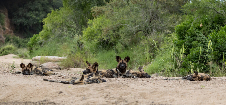 Wild Dog, Lycaon pictus, Group. A pack of wild dogs are resting and lying down together on a sandy riverbed near green vegetation.