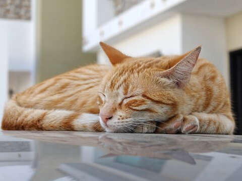 gatita