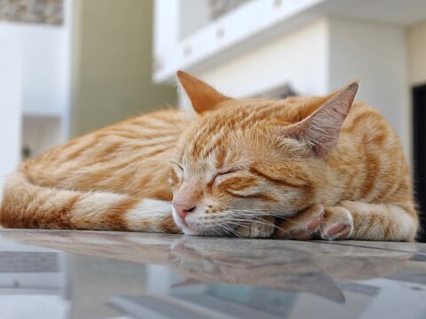 gatita