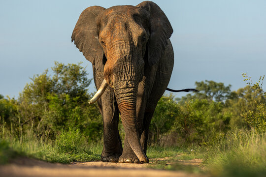 Elephant, Loxodonta africana, Male. Large bull walking directly toward the camera at ground level on a dirt road.