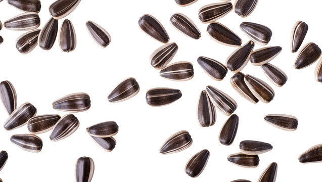 Isolated many black and white striped sunflower seeds scattered randomly, top view