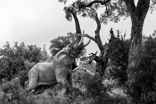 Elephant, Loxodonta africana, Adult. Black and white image of an elephant stretching high on its hind legs to reach tree branches.