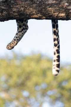 Leopard, Panthera pardus, Adult. A close-up shot of a leopard's spotted back leg and long tail as they hang down from a thick Marula tree branch.