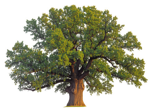 Isolated large ancient oak tree with lush green foliage, sturdy trunk and branches
