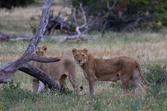 Lion, Panthera leo, Pair. Two lionesses standing in long grass near a fallen log.