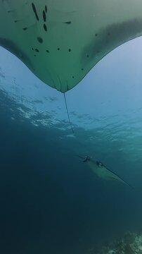 Reef Manta Rays Swimming Under Ocean Surface With Sunburst