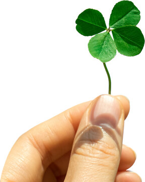 Four-leaf clover held in hand, symbol of good luck, isolated on transparent background, PNG