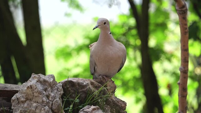 Eurasian collared dove (Streptopelia decaocto),  into the camera