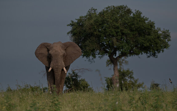 Elephant, Loxodonta africana, Male. Large bull walking towards the camera in long grass against a dark, cloudy sky.