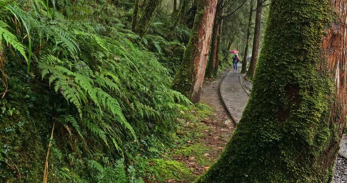 The misty mountain scenery of the Jianqing Ancient Trail Railway Trail in Taipingshan, Yilan.