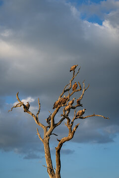 White-backed Vulture, Gyps africanus, Group. Multiple vultures perched on the bare branches of a dead tree against a cloudy blue sky.
