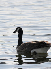 Fototapeta premium Canadian Goose at Cheam Lake Wetlands Regional Park during a spring season in Rosedale, Fraser Valley, British Columbia, Canada