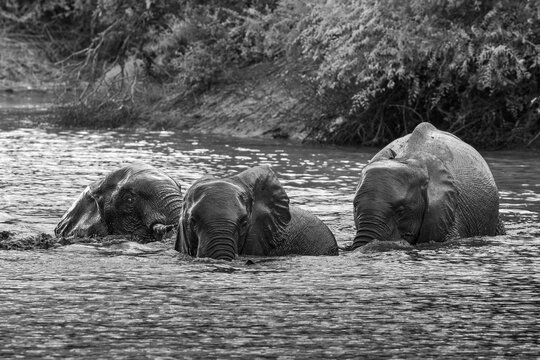 Elephant, Loxodonta africana, Group. Black and white shot of three elephants swimming across a river with only their heads and backs visible.