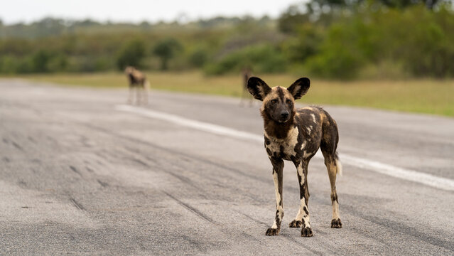 Wild Dog, Lycaon pictus, Adult. Standing alert in the middle of an asphalt airstrip with another dog blurred in the background.