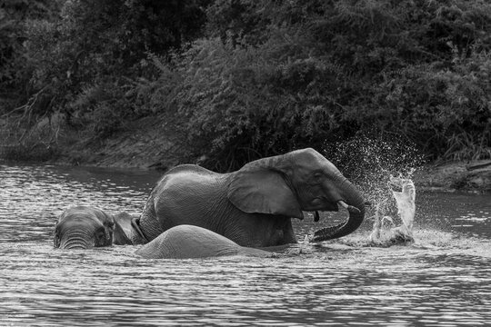 Elephant, Loxodonta africana, Group. Black and white image of elephants splashing and swimming in a river near a leafy shoreline.