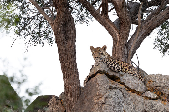 Leopard, Panthera pardus, Male. Male leopard resting comfortably on a large rock formation beneath the shade of a tree.