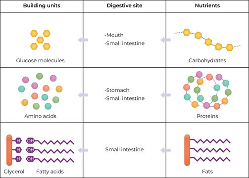 Nutrient Digestion and Building Units Design Vector Illustration