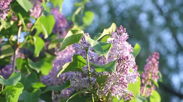 Lilac flowers blossom - Branch with purple petals blooming and swaying in the wind - Spring nature landscape.