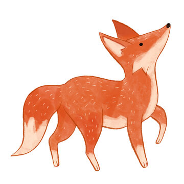 red fox cartoon illustration looking up standing watercolor