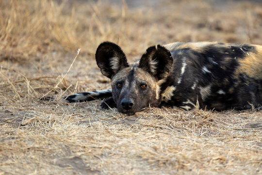 Wild Dog, Lycaon pictus, Adult. Close-up of a wild dog lying low in dry grass, highlighting its large rounded ears and amber eyes.