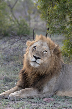 Lion, Panthera leo, Male. Close-up portrait of a male lion lying down with a scarred face.