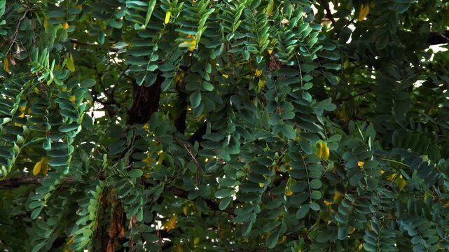 The leaves sway in the wind. Beautiful green leaves on the branches move slowly and then faster in the increasing wind. Hurricane. Bad weather. Beautiful natural background. Close-up. Video footage 4k