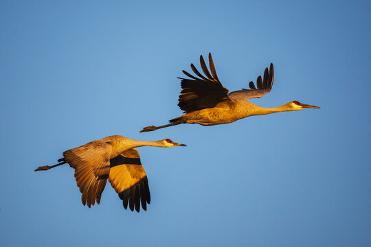 Sandhill Cranes in Golden Light, Ladd S Gordon Waterfowl Complex, Bernardo Waterfowl Management Area