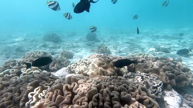 Sarcophyton trocheliophorum (von Marenzeller, 1886) is a soft coral of the Alcyoniidae family, widespread in tropical coral reefs.