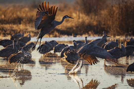 Sandhill Crane Taking off from a Roosting Pond, Ladd S Gordon Waterfowl Complex, Bernardo Waterfowl Management Area,