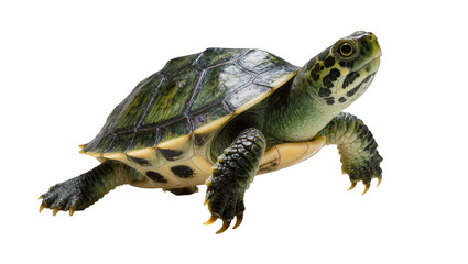 Fototapeta premium Isolated small green spotted freshwater turtle standing and looking upwards on a clean surface