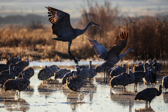 Sandhill Crane Taking off from a Roosting Pond, Ladd S Gordon Waterfowl Complex, Bernardo Waterfowl Management Area,