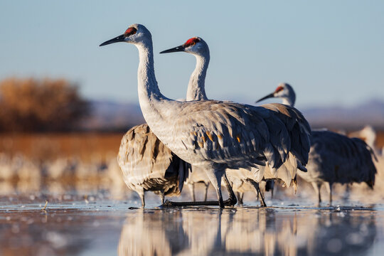 Ladd S Gordon Waterfowl Complex, Bernardo Waterfowl Management Area