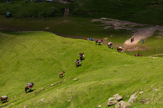 View of Ganga Choti with pack animals carrying supplies along a lush green mountain ridge and people walking on a dirt path in Bagh, Azad Kashmir, Pakistan.