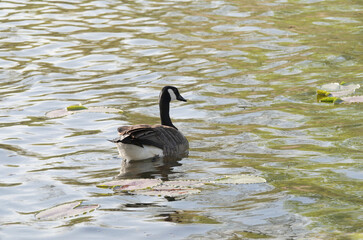 Obraz premium Canadian Goose at Cheam Lake Wetlands Regional Park during a spring season in Rosedale, Fraser Valley, British Columbia, Canada