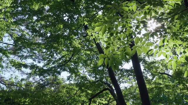 太陽の光に透ける若葉を見上げて歩く主観映像。梢の間で輝く太陽の光芒