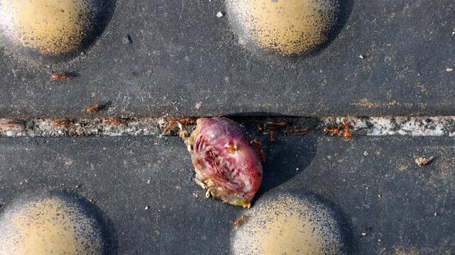 A trail of ants feeding on a squashed fallen tropical fruit on a studded tactile pavement