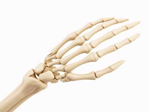 Human Skeleton Hand Anatomy 3D Render - Medical Science and Bone Structure - Conceptual Illustration for Education and Healthcare