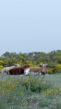 Two donkeys grazing peacefully in blooming spring meadow