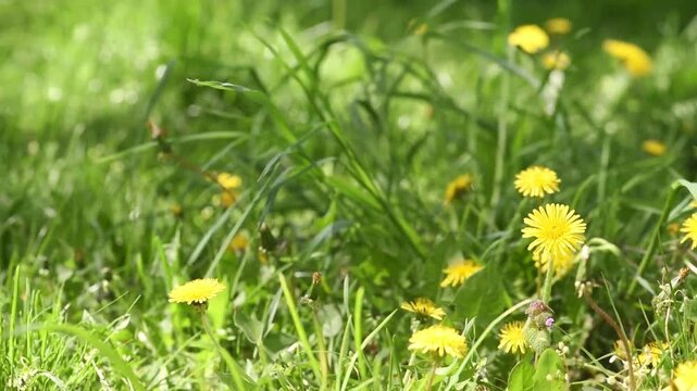 Yellow dandelion flowers trembles in the wind on meadow - Springtime floral nature background.