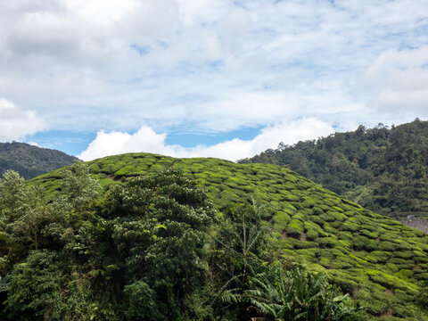 Cameron highlands tea plantation (Bharat tea plantation), Malaysia