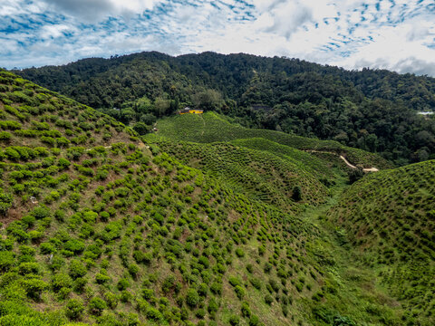 Cameron highlands tea plantation (Bharat tea plantation), Malaysia