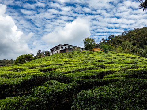 Cameron highlands tea plantation (Bharat tea plantation), Malaysia