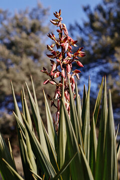 Red Hesperaloe parviflora flowers in natural setting under blue sky. Tree branches and pine needles in background. Close-up in daylight with retro cinematic colors. Spring botanical scene, vibrant nat