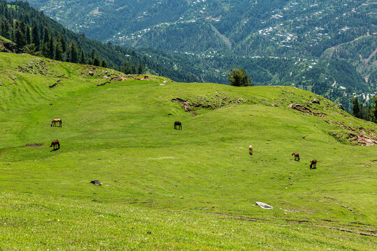View of Ganga Choti with horses grazing on lush green meadows surrounded by pine trees and a distant valley view in Bagh, Azad Kashmir, Pakistan.