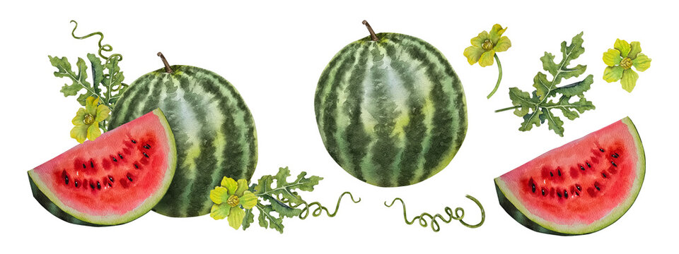 Watercolor composition set with whole watermelon and juicy slice, lives, carved leaves tendrils and yellow blossoms. Illustration for packaging summer goods agricultural and food branding.