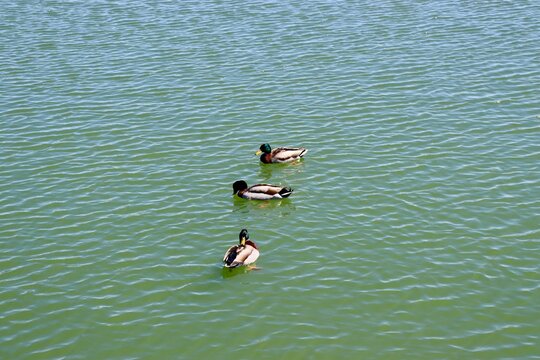 The three ducks swimming in the lake.