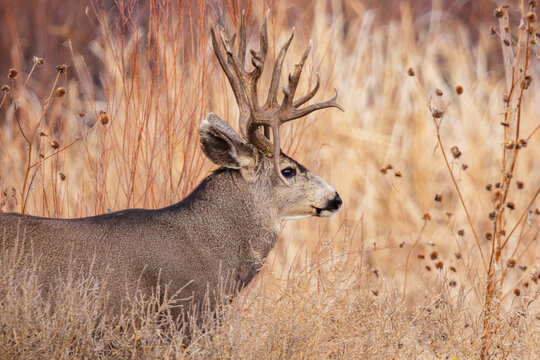 Mature Double Drop Tine Mule Deer Buck, Odocoileus hemionus, side view.