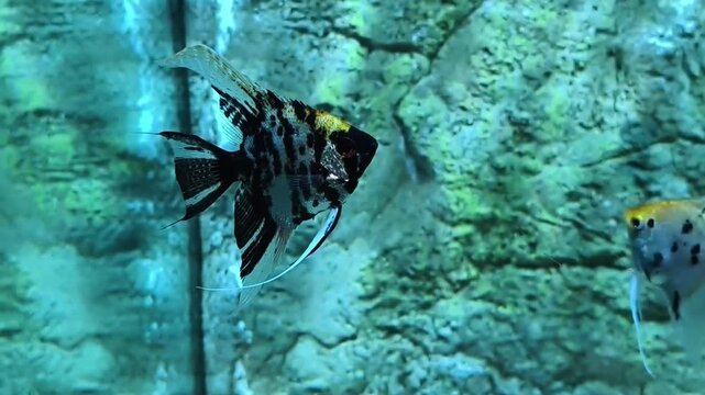 Elegant freshwater angelfish with a tall, laterally compressed body and long flowing fins. The silvery body is adorned with bold black vertical stripes and golden highlights near the head. 
